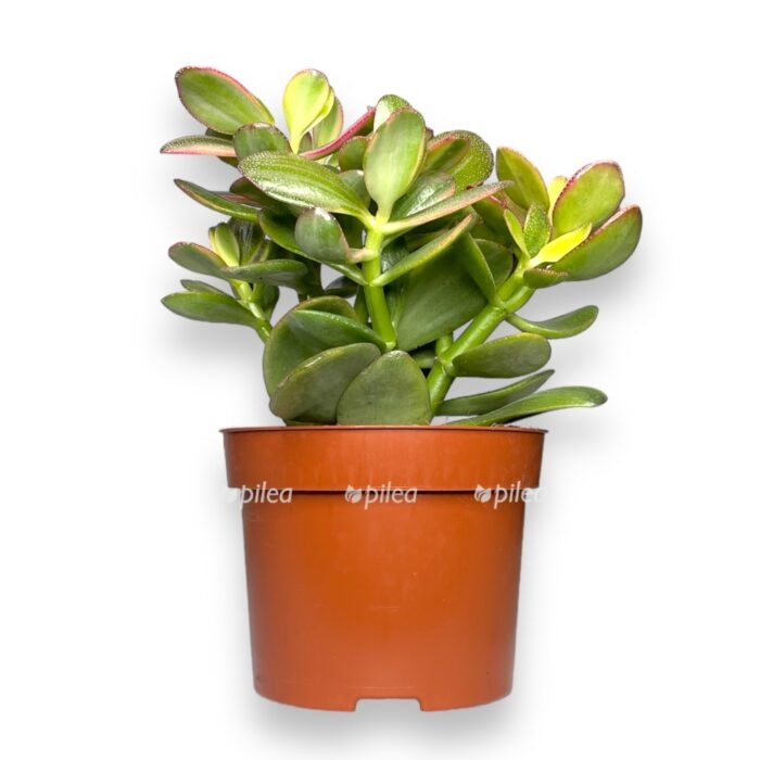 krassula minova medzhik e1707403967152