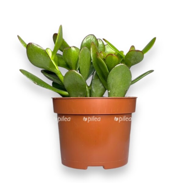 krassula ovata e1728931895116