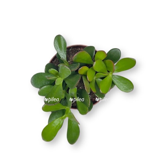 krassula ovata e1728931910586