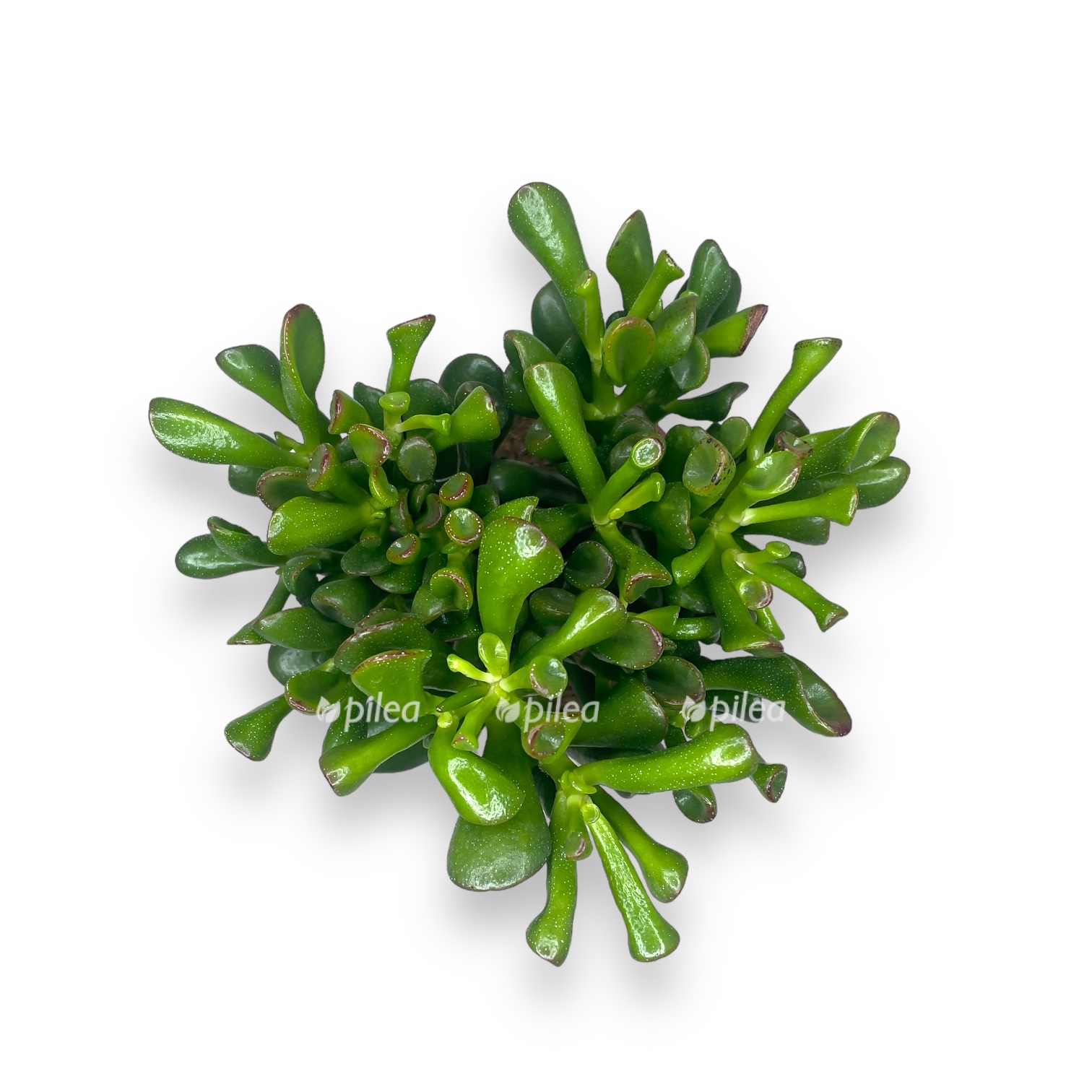 krassula ovata gollum