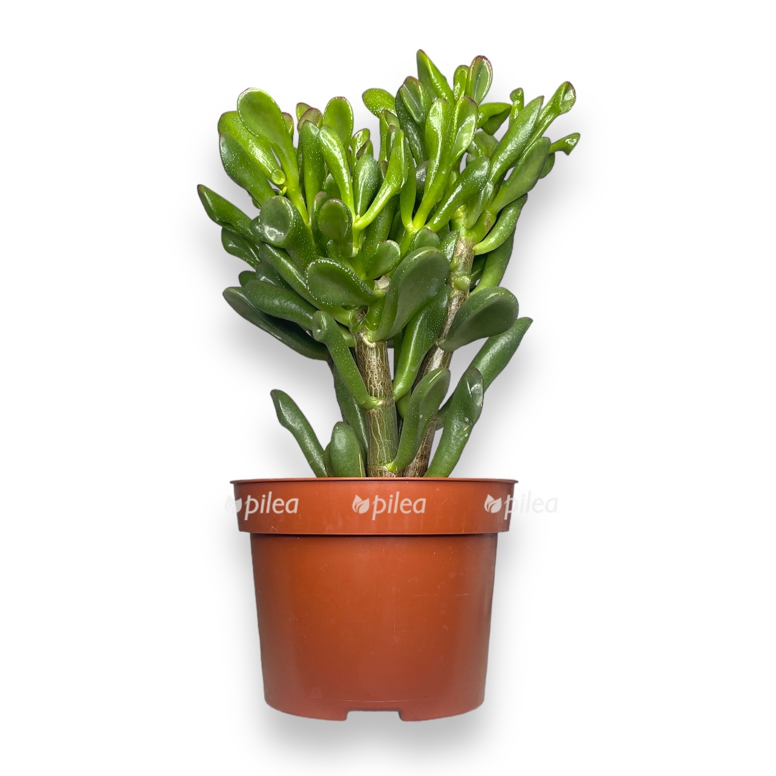 krassula ovata gollum