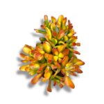 krassula ovata hobbit sanset e1746337239551