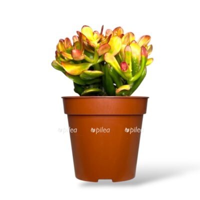 krassula-ovata-hobbit-sanset-e1746337257258.jpeg krassula ovata hobbit sanset e1746337257258