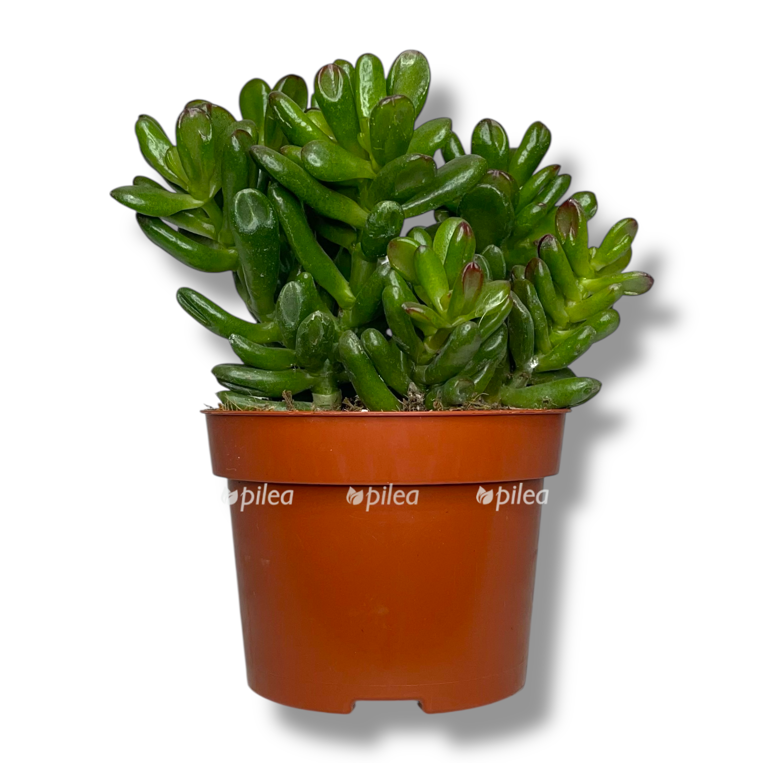 krassula ovata konvolyuta