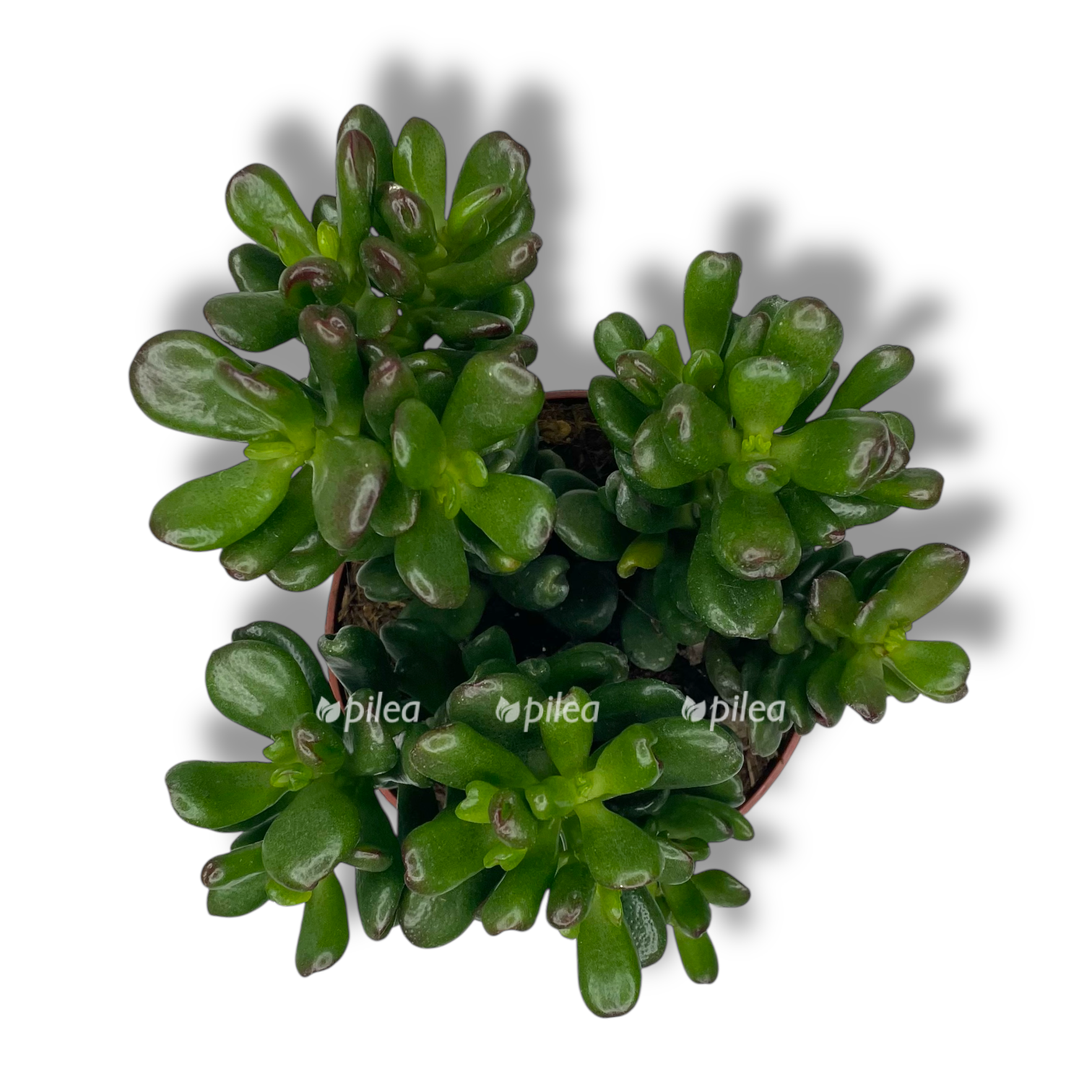 krassula ovata konvolyuta