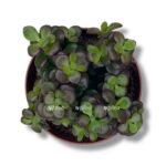 krassula ovata minor