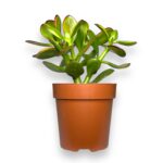 krassula ovata sanset