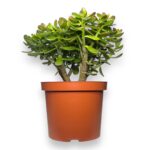 krassula ovata sanset medzhik 1