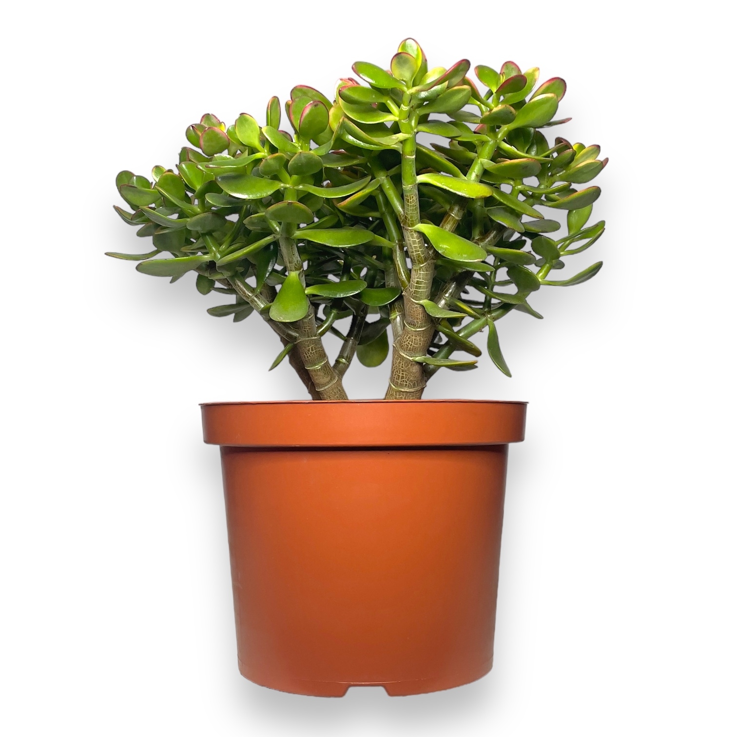 krassula ovata sanset medzhik 1