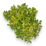krassula ovata sanset medzhik