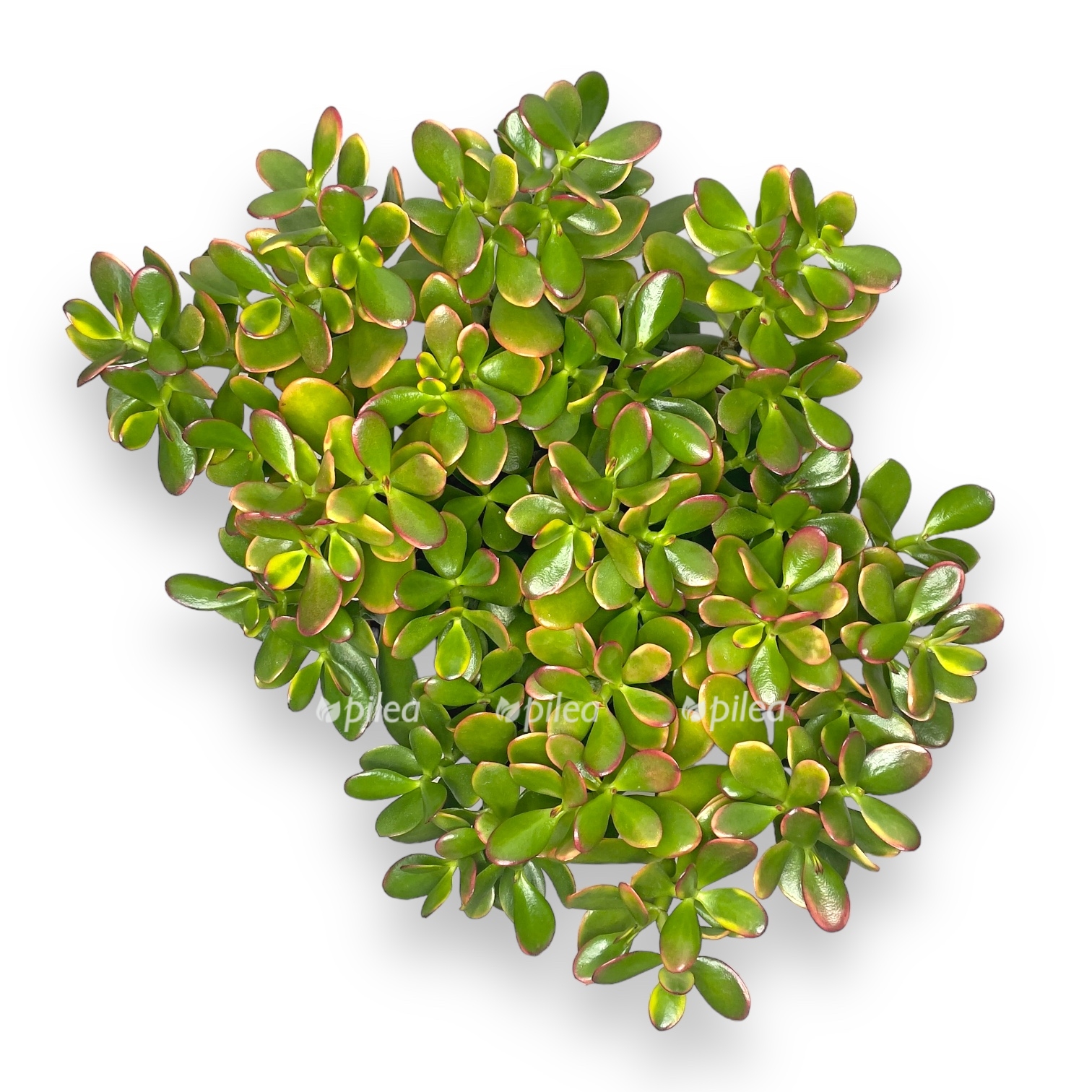 krassula ovata sanset medzhik