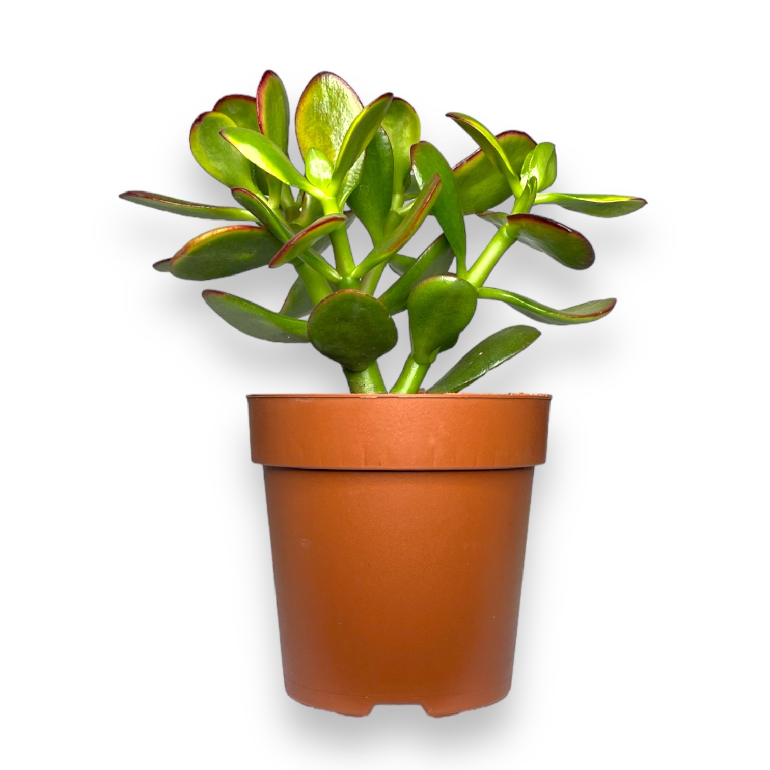 krassula ovata sanset