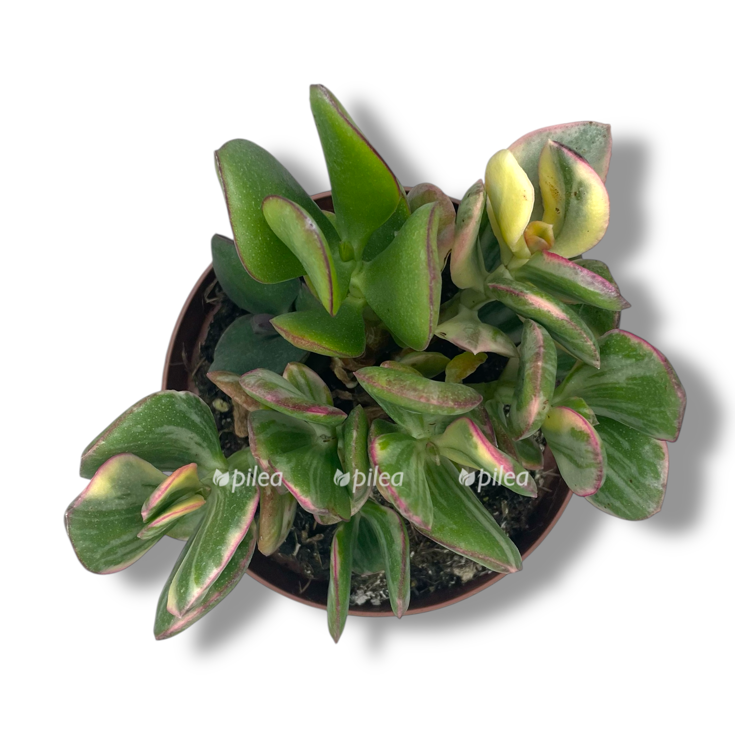 krassula ovata variegata