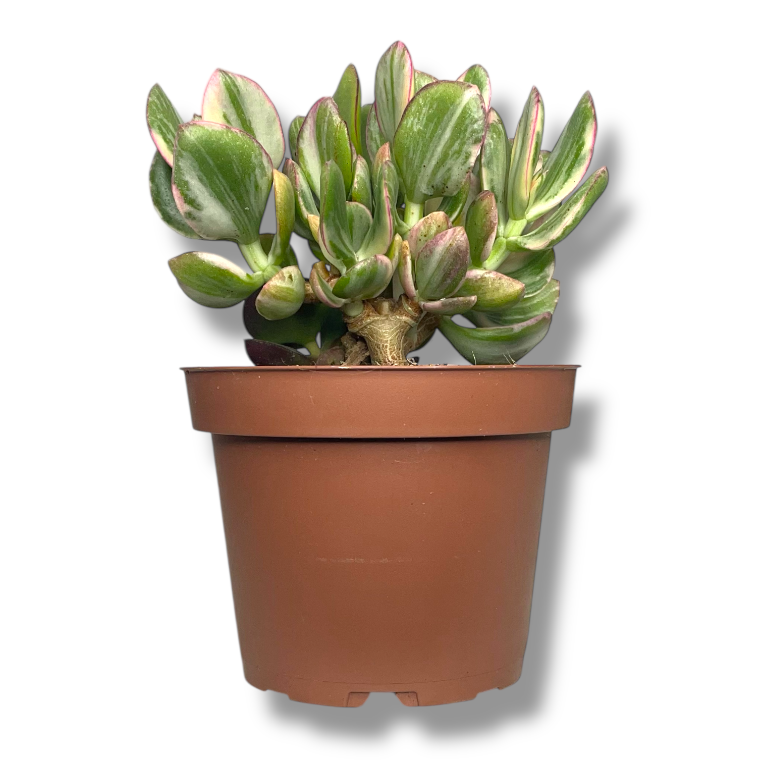 krassula ovata variegata