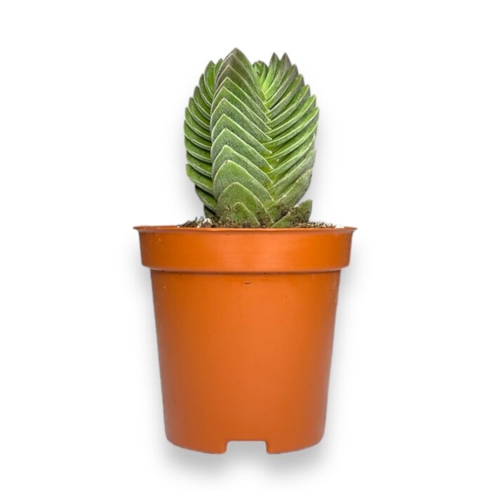 Крассула Пагода Храм Будды купить