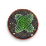 krassula pagoda hram buddy e1701278536514