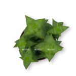 krassula perforata