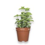 krassula perforata e1736258236318