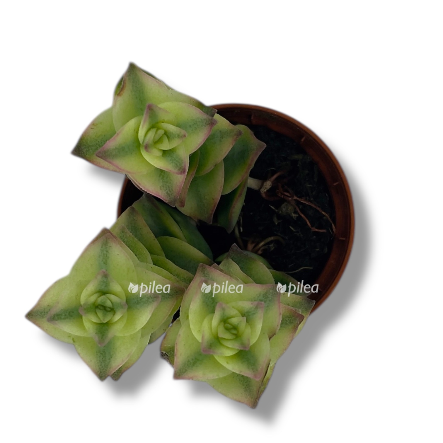 krassula perforata variegata