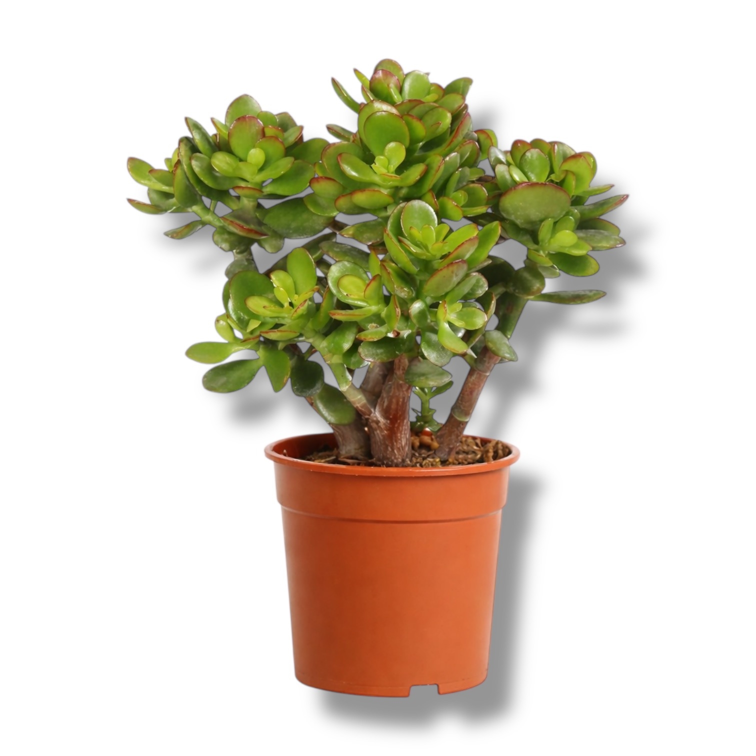krassula portulaceya