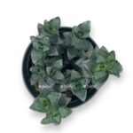 krassula rupestris