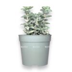 krassula rupestris 510