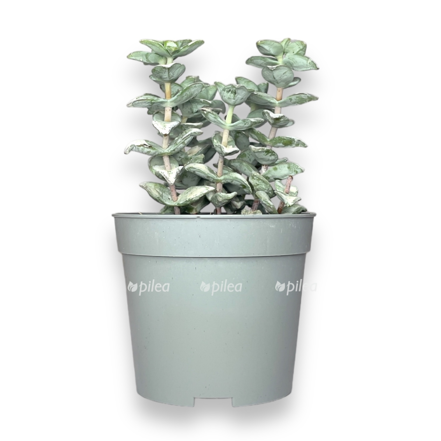 krassula rupestris 510