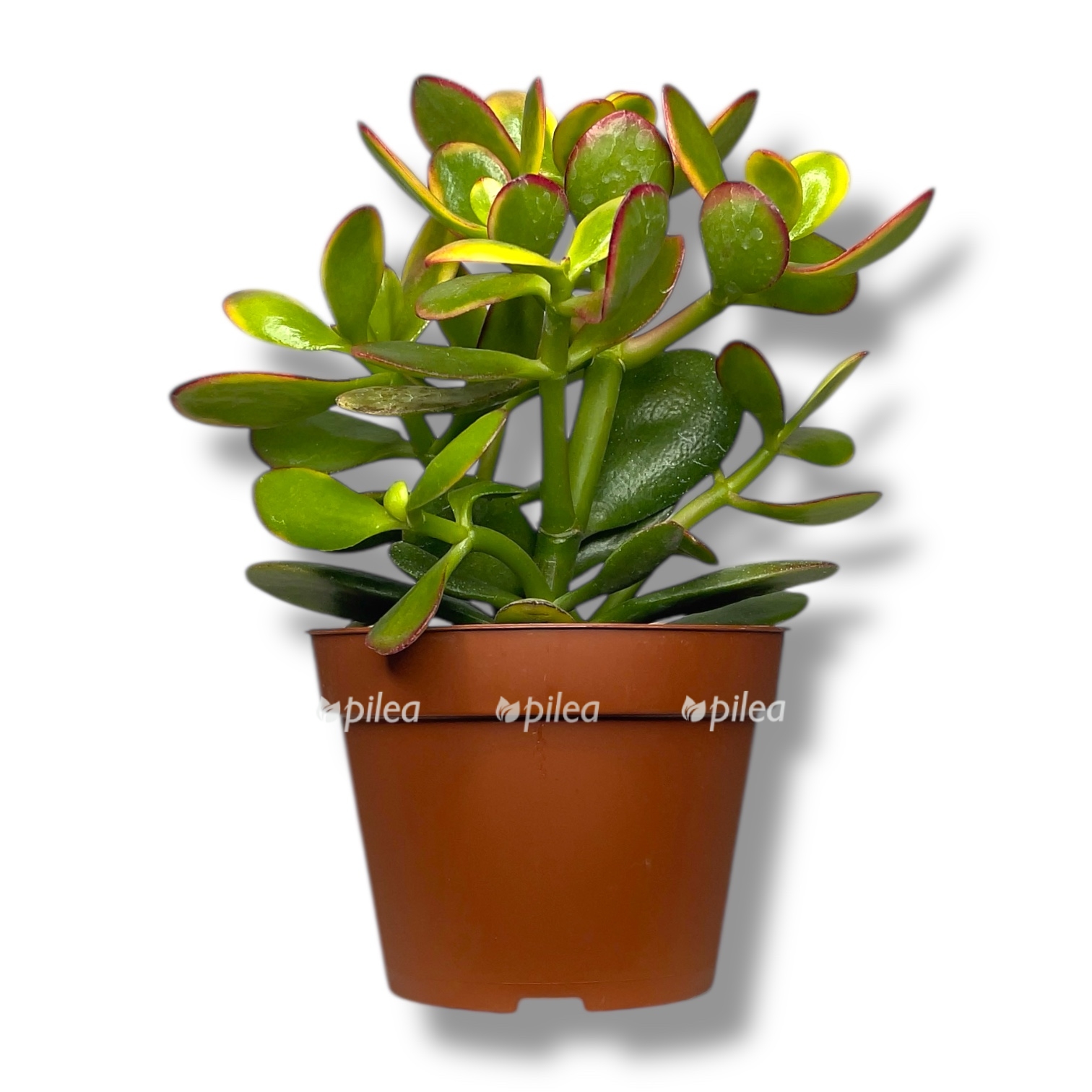 krassula sammer set
