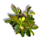 krassula sammer set