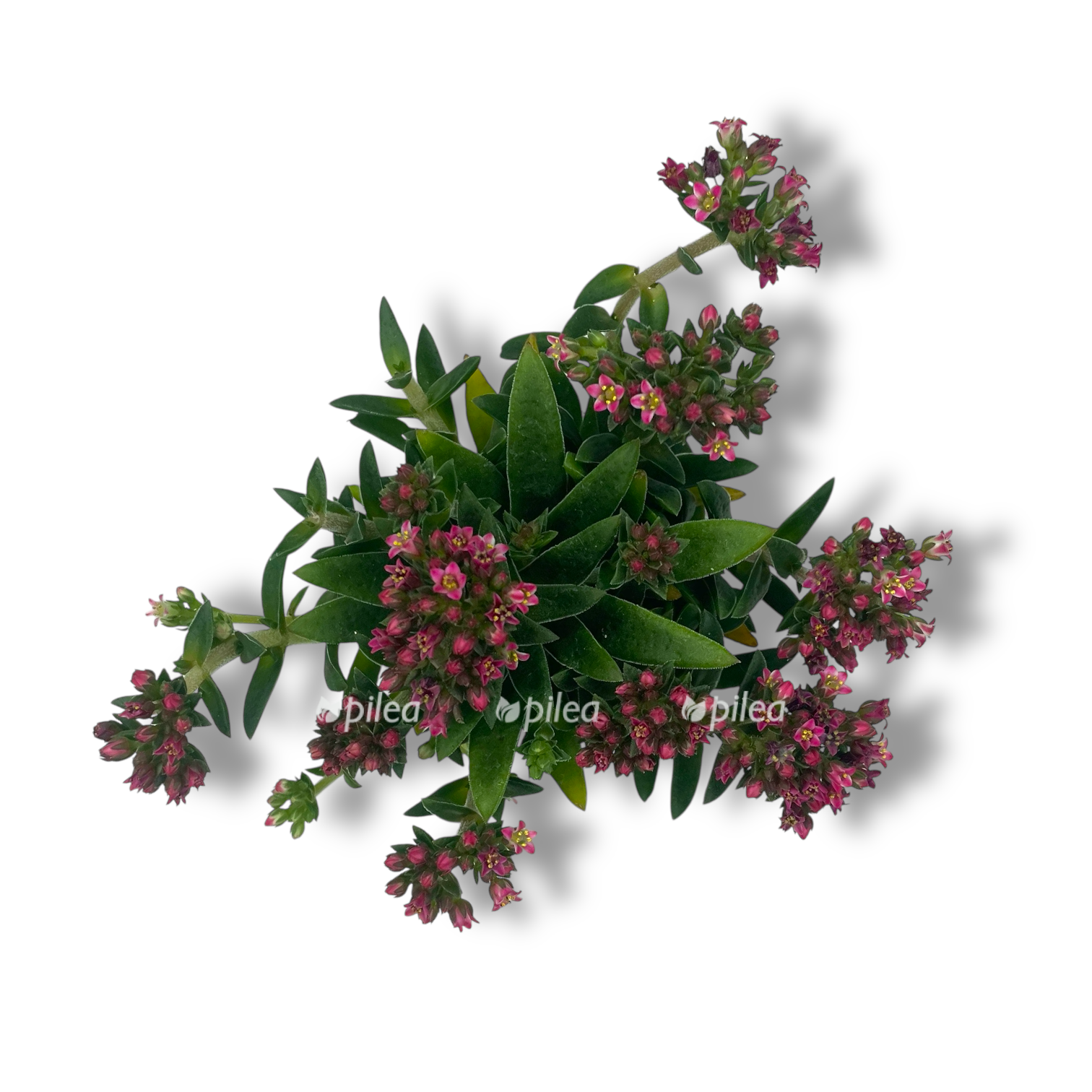 krassula shmidta
