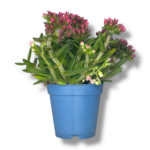 krassula shmidta