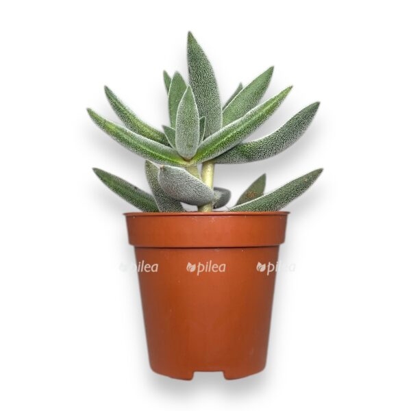 krassula silver spark 1 e1729775541786