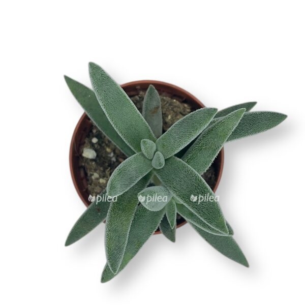 krassula silver spark e1729775562338