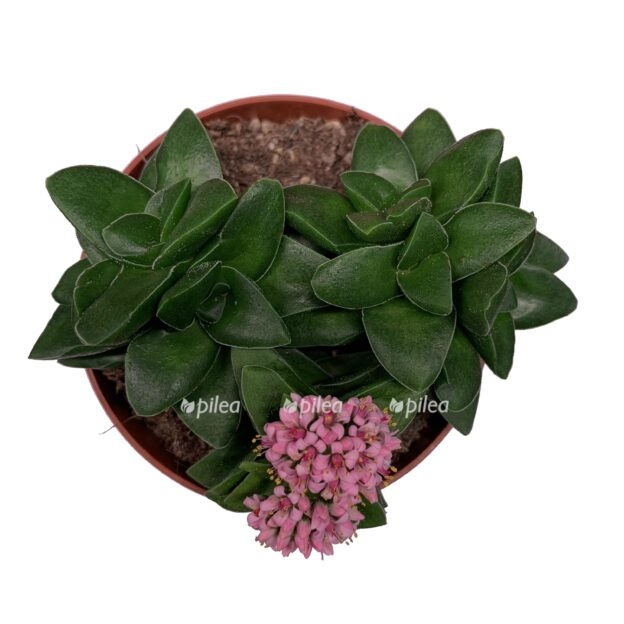 krassula-springtajm-e1773903016496.jpg krassula springtajm e1773903016496