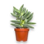 krassula tarantula e1724525142871