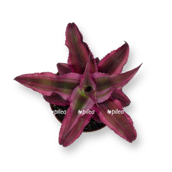 kriptantus pink star e1719906343288