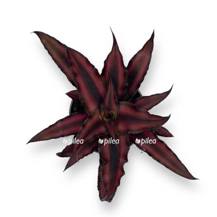 kriptantus red star d5 sm e1719905966269