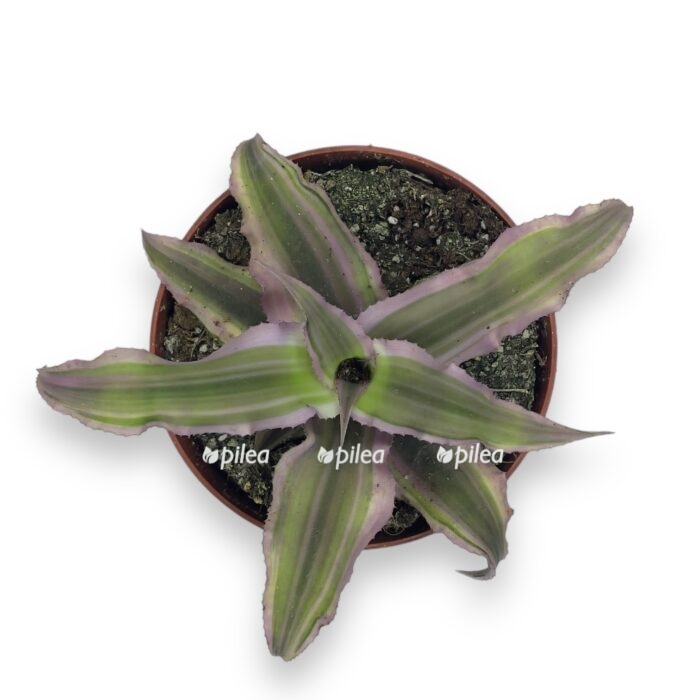 kriptantus red star d8 sm e1719906322504