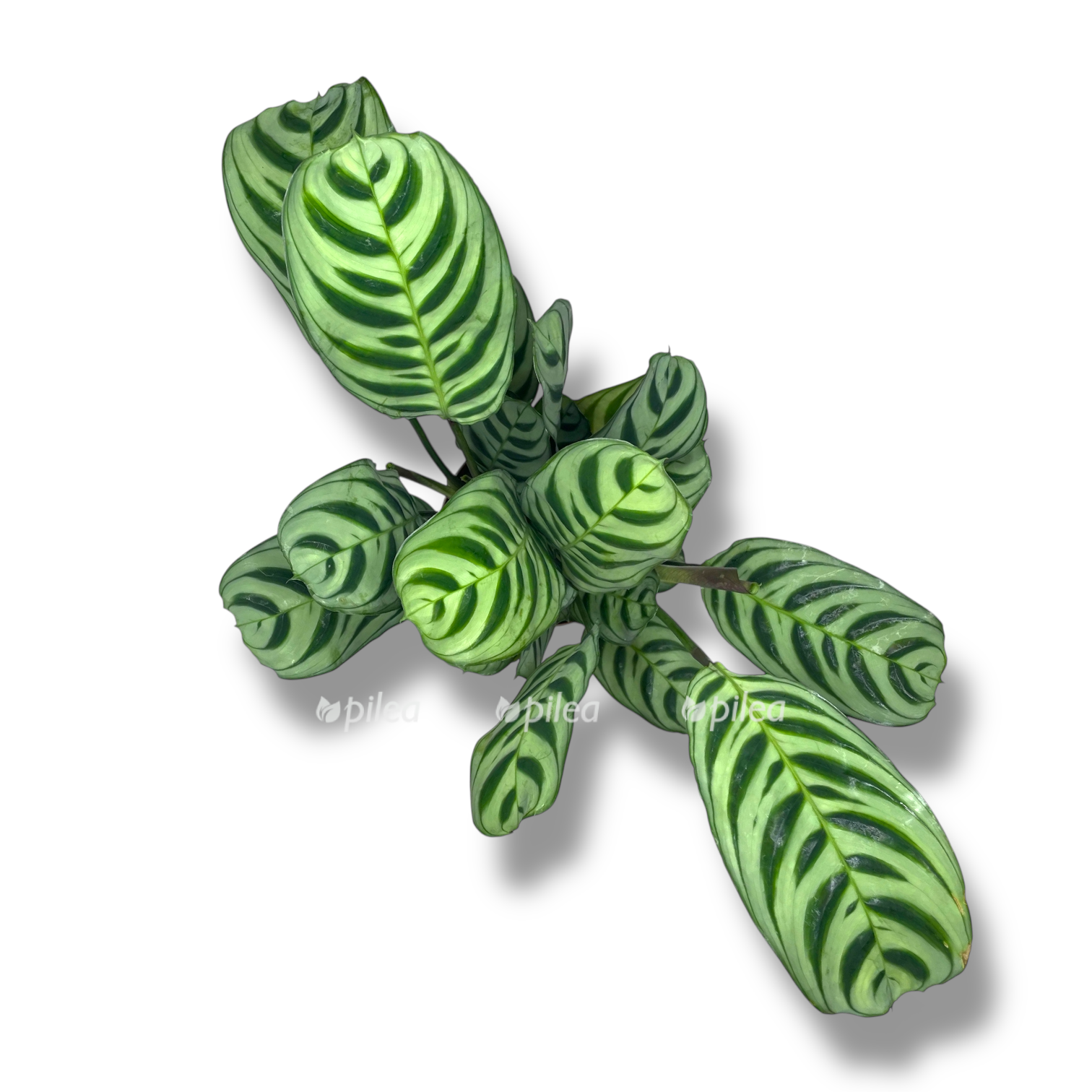 ktenanta burle marksi