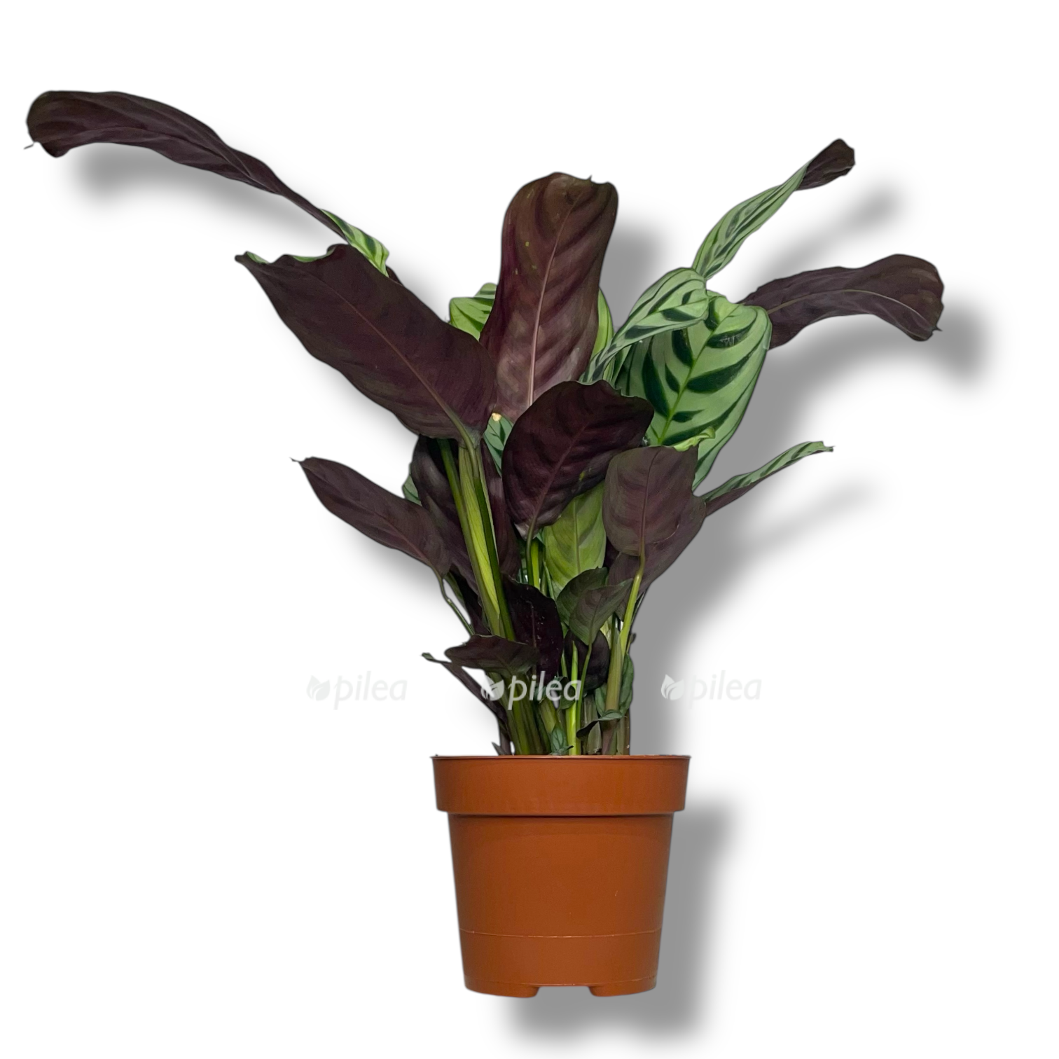 ktenanta burle marksi