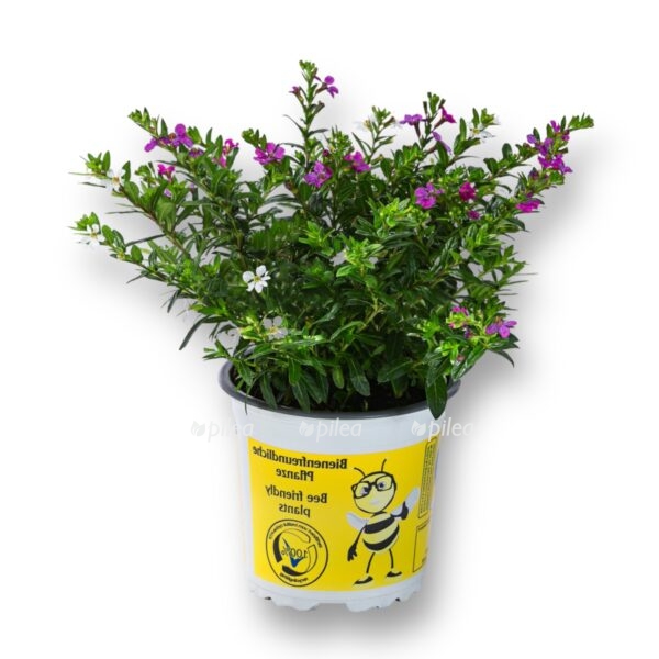 kufeya-issopolistnaya-e1724907064858.jpeg kufeya issopolistnaya e1724907064858