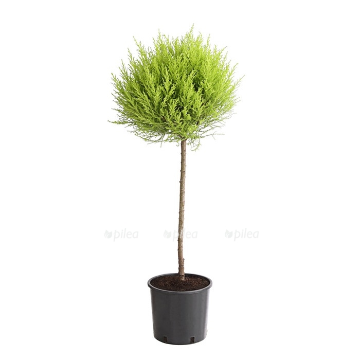 kupressus.jpg kupressus