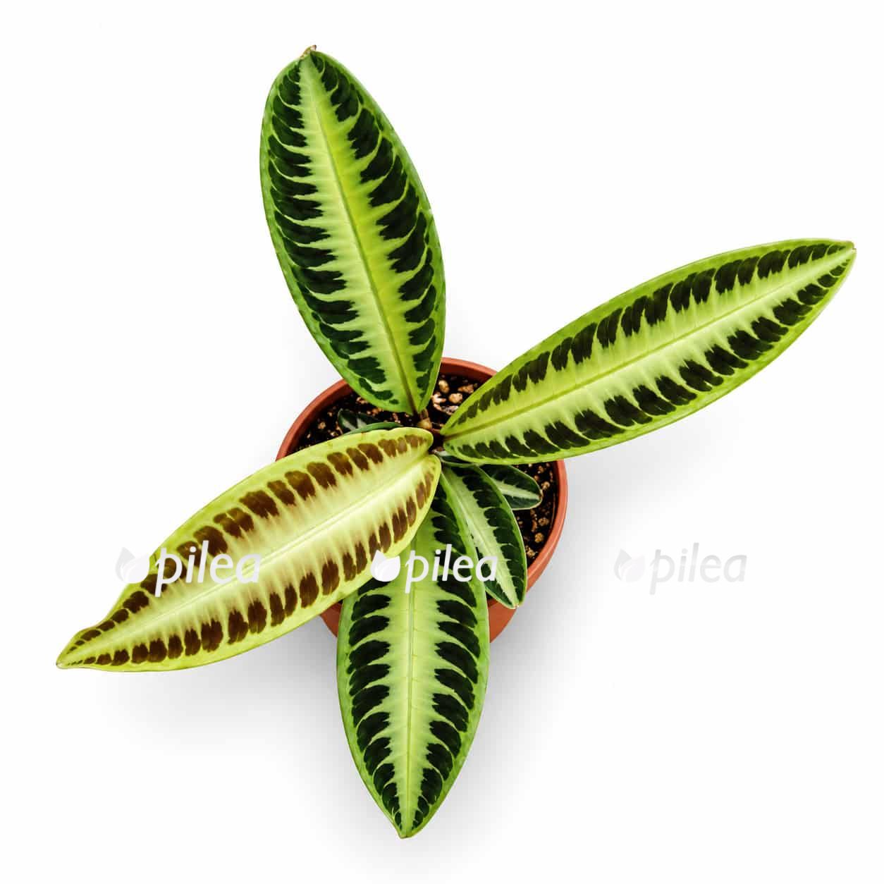 labisia-jabi labisia jabi