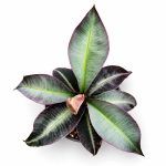 labisia pumila
