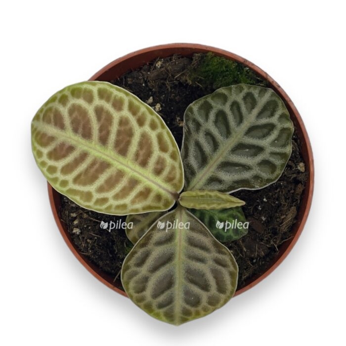 labiziya gertli bek e1716712837191