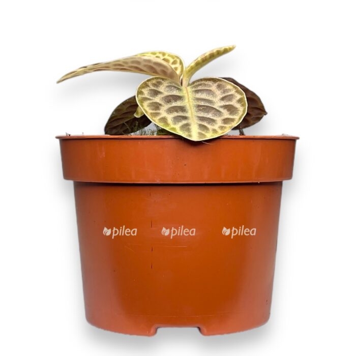 labiziya gertli bek e1716712846199