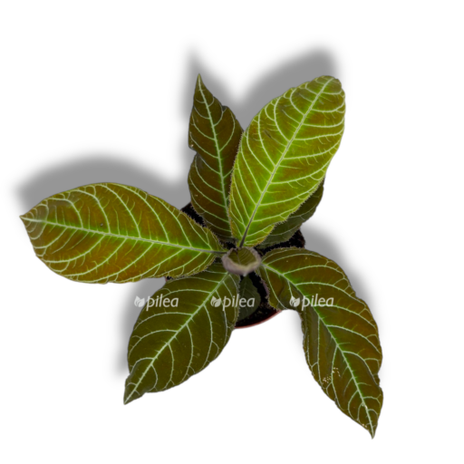 labiziya gigantifoliya e1768815748705