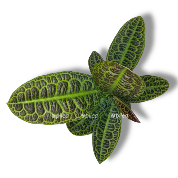 labiziya kura e1770054685222