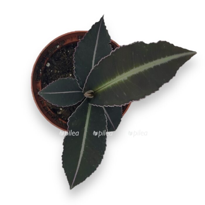 labiziya pumila 2 e1716712648119