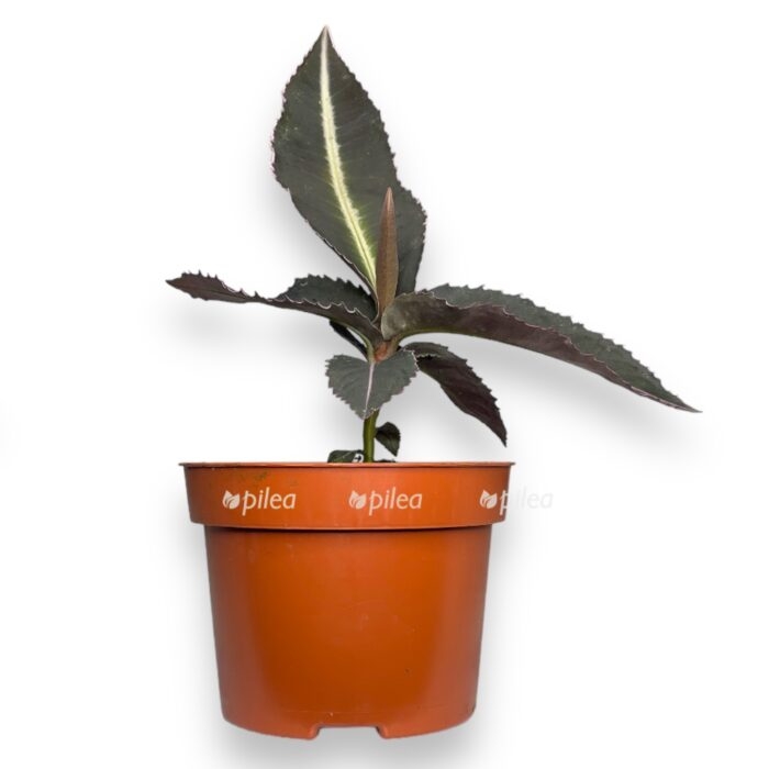 labiziya pumila e1716712654225